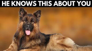 5 Shocking Things Your German Shepherd Knows About You