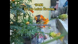 Sio_Sio Latiah Dirantau-Ipank (Cover lirik)
