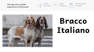 Podcast 72: Bracco Italiano – Sporting Group | Dog Breeds