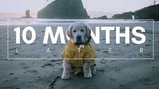 LIFE WITH A DOG (10 MONTHS LATER)  // @OURFRIENDMILO