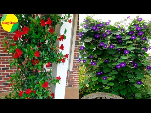 Video: 10 Plantas perennes blancas - Plantas perennes en crecimiento con flores blancas