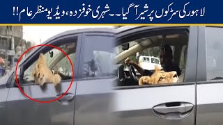 WATCH!! Lion Cub Roaming In Car On Lahore Roads