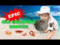 KIDS!🦀🐠EPIC SEA CREATURE RESCUE! | SAVING HORSESHOE CRAB | EDUCATIONAL KIDS NATURE SHOW🌿