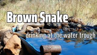 Large Australian Brown Snake drinking
