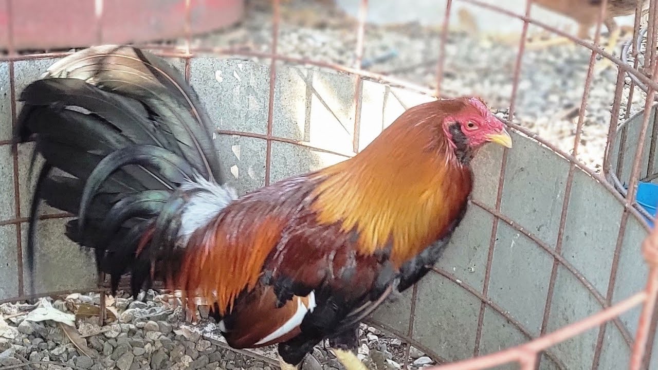 EL MEJOR PADROTE PAPUJO DEL MUNDO PARA MI AQUI ESTA.