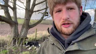 Четыре безумно гиперактивных бордер-колли screenshot 5