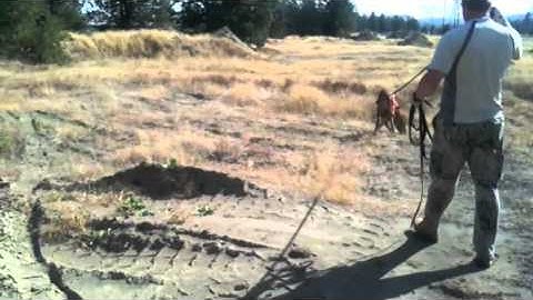 Bloodhound Training | Distraction and Discrimination | Bella