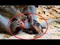 Ah ! Why monkey angry new baby like this? What wrong with baby ? See video very pity on baby #439