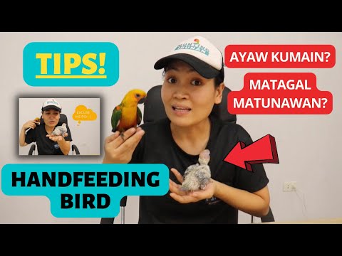 Video: Paano Mag-ingat sa Platy Fish: 9 Mga Hakbang (na may Mga Larawan)