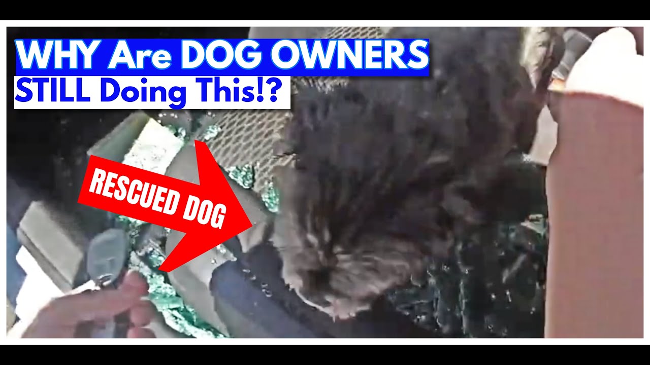Cops SMASH CAR WINDOW To Rescue Dog In HOT WEATHER!