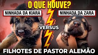 FILHOTES DE PASTOR ALEMÃO: 2 Ninhadas ao Mesmo Tempo 😮