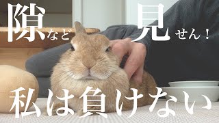 寝落ちさせたい飼い主 vs 絶対に寝落ちなんて許されないうさぎ　#910