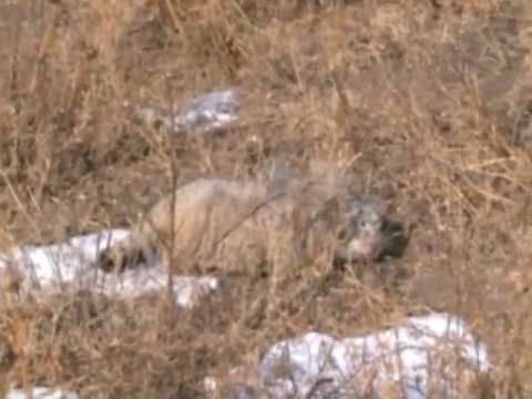 Манул в дикой природе