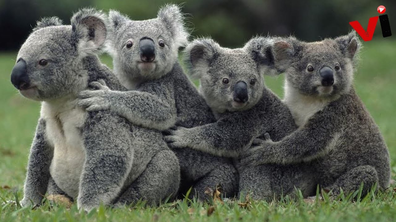 10 Cute Animals That Can Actually Kill You - YouTube