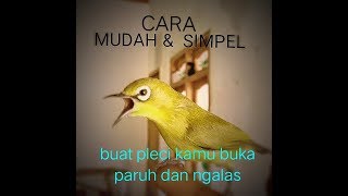 simple buat pleci cepat buka paruh dan ngalas