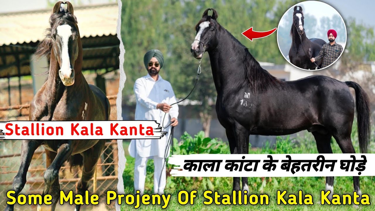 काला कांटा के बेहतरीन घोड़े || Some Male Projeny Of Stallion Kala Kanta || Exploring Gujarat 94 ||