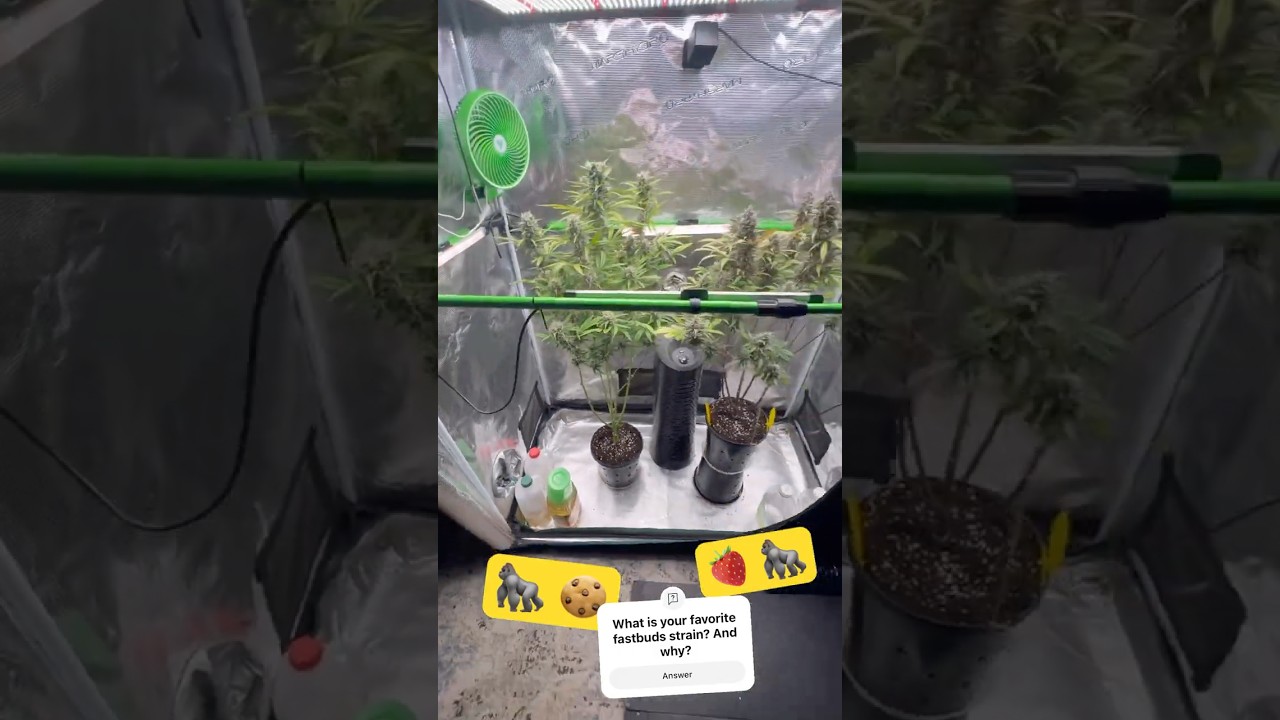 GORILLA COOKIES + STRAWBERRY GORILLA