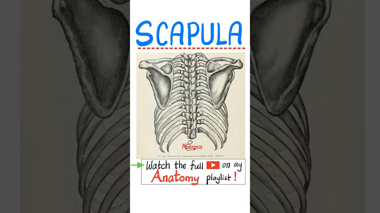 The Scapula (The Shoulder blade)...