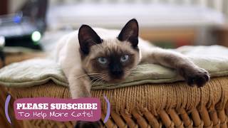 Sleeping Music for Kittens! 2 Hours Cat Sleep Music New 2019 ☯LCZ115 by Love Cat Zone - Relaxing Music for Cats 1 view 4 years ago 1 hour, 46 minutes