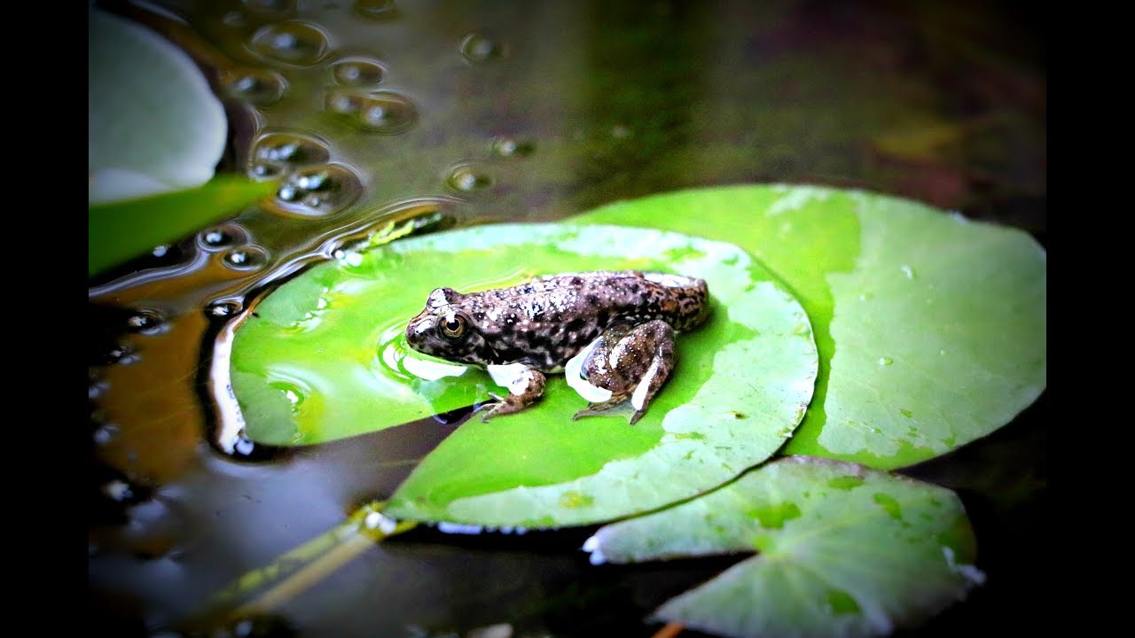 aquarium plants DID OUR PET BASS EAT THIS FROG?!