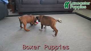Handsome Boxer Puppies