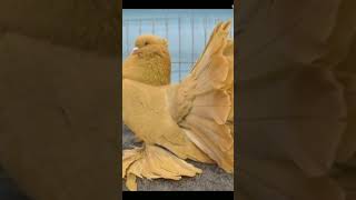 Download Lagu Lokkha kobutor buttyfull ❤️ video 📸 vairall 🤩 #pigeon #youtubeshorts #pigeoncoop #ternding MP3