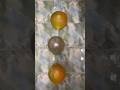 "Balloon Pop Chain Reaction 🎈💥"#viral #poppballons #asmr
