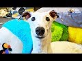 Rescue Greyhound Is The Cutest Little Diva | The Dodo の動画、YouTube動画。