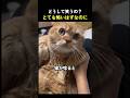 取るに足らない猛獣の咆哮 #猫