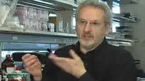 Lung on a Chip