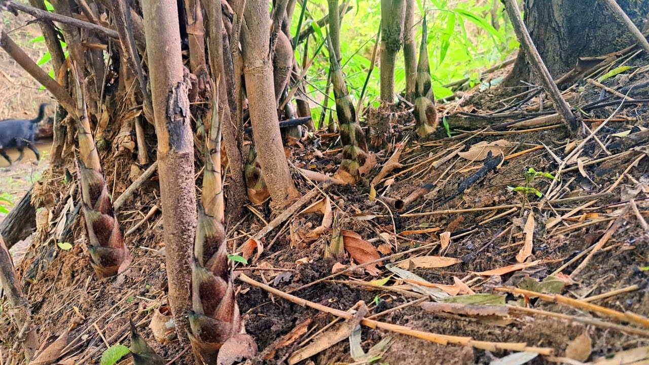 จัดไปสองป่า‼️คักบ่มื้อนี้😱😱😱13ส.ค68