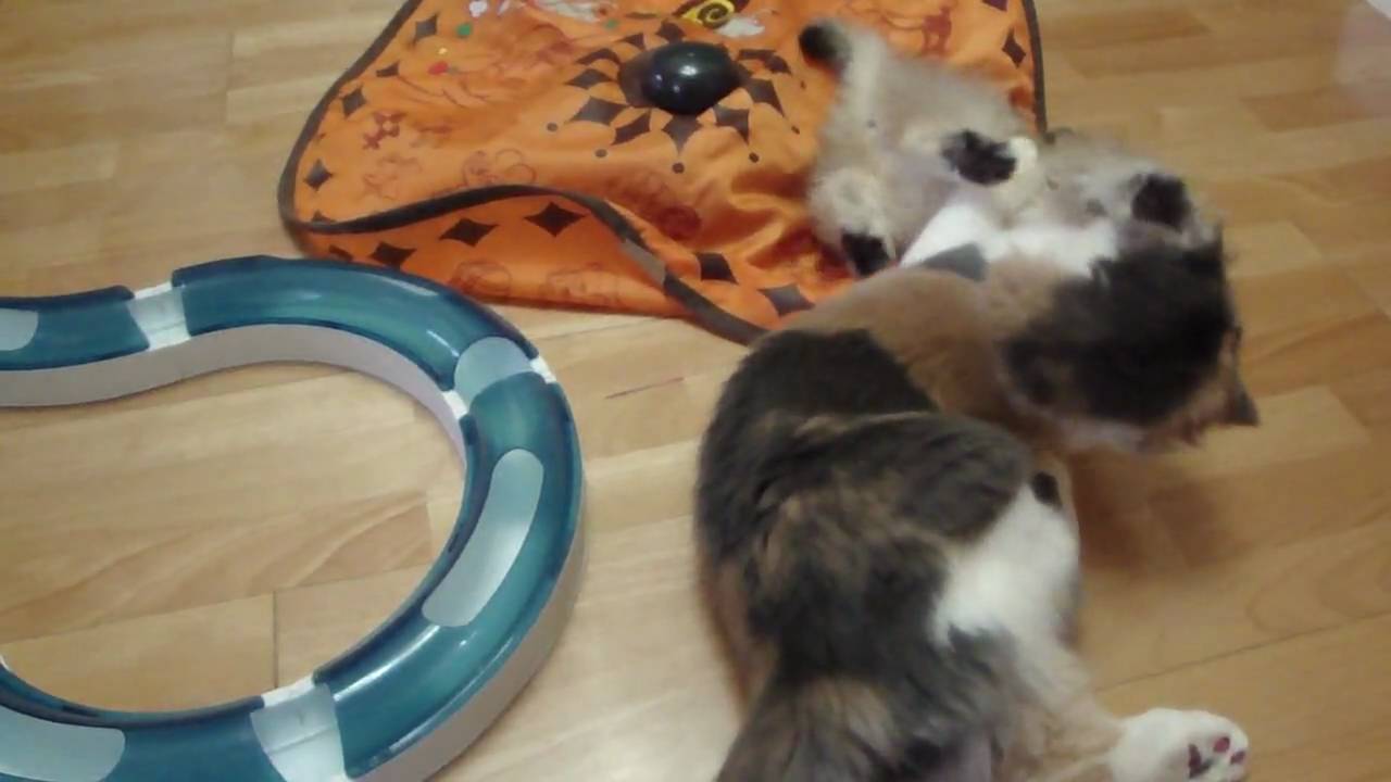 スコとチンチラのおすもう Youtube