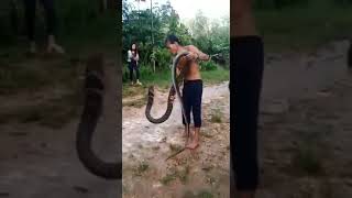 Королевская кобра кусает человека