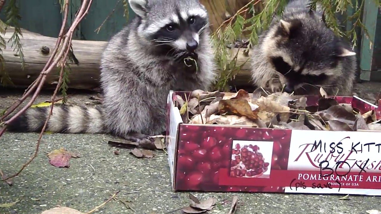 Raccoons Rescued by Critter Care Wildlife Society Langley BC YouTube