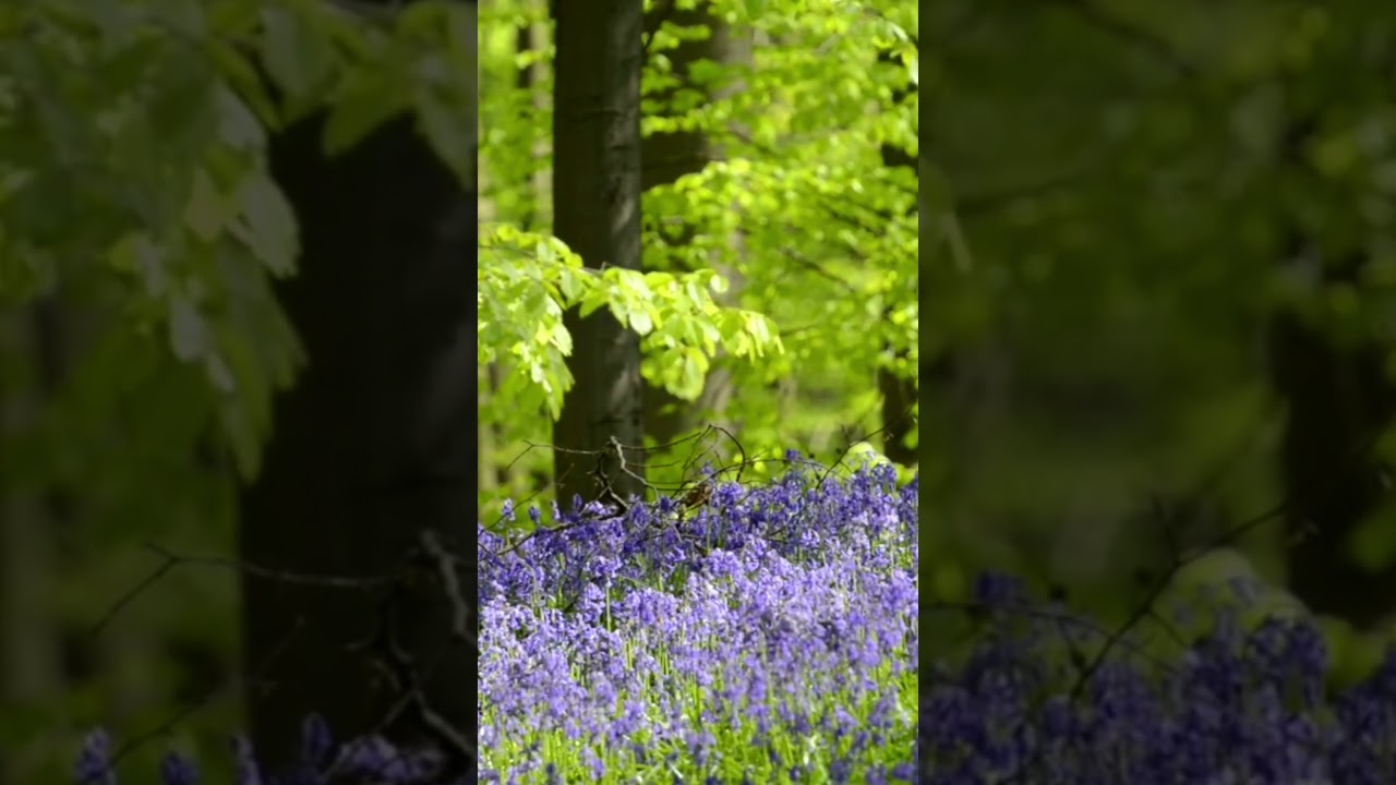 Unwind in Nature's Secret Paradise 