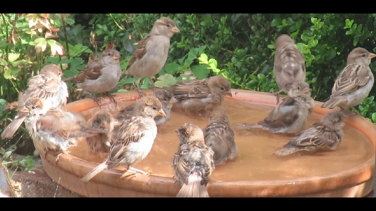 De mussen vallen van het dak/Burung gereja,دوري ,Passeridae,Old World