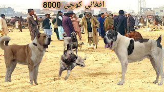 Afghani kochi our Turkish kangal Dog Kennel  Kohati gultair, Mini Zoo | pk Animals vlogs