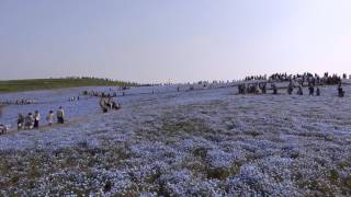 2017/5/1 ネモフィラの丘 (ひたち海浜公園) ネモフィラの丘 検索動画24 2017/5/1 ネモフィラの丘 (ひたち海浜公園) ネモフィラの丘 検索動画 24