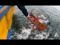Amazing giant squid fishing catching in the sea, big squid - Increíble habilidad de pesca de Calamar