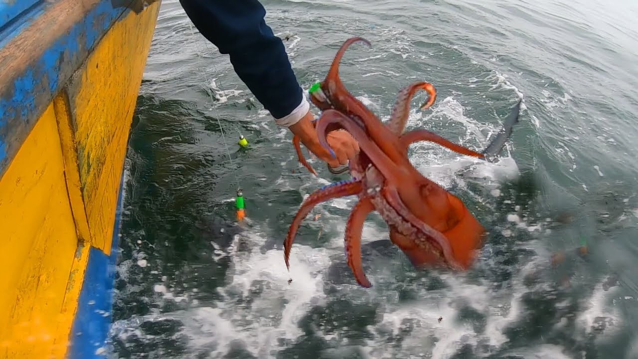 Amazing giant squid fishing catching in the sea, big squid Increíble