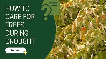 How to Care for Trees During Drought