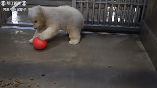 ホッキョクグマ、赤ちゃんは雄　一般公開へ練習中　男鹿水族館