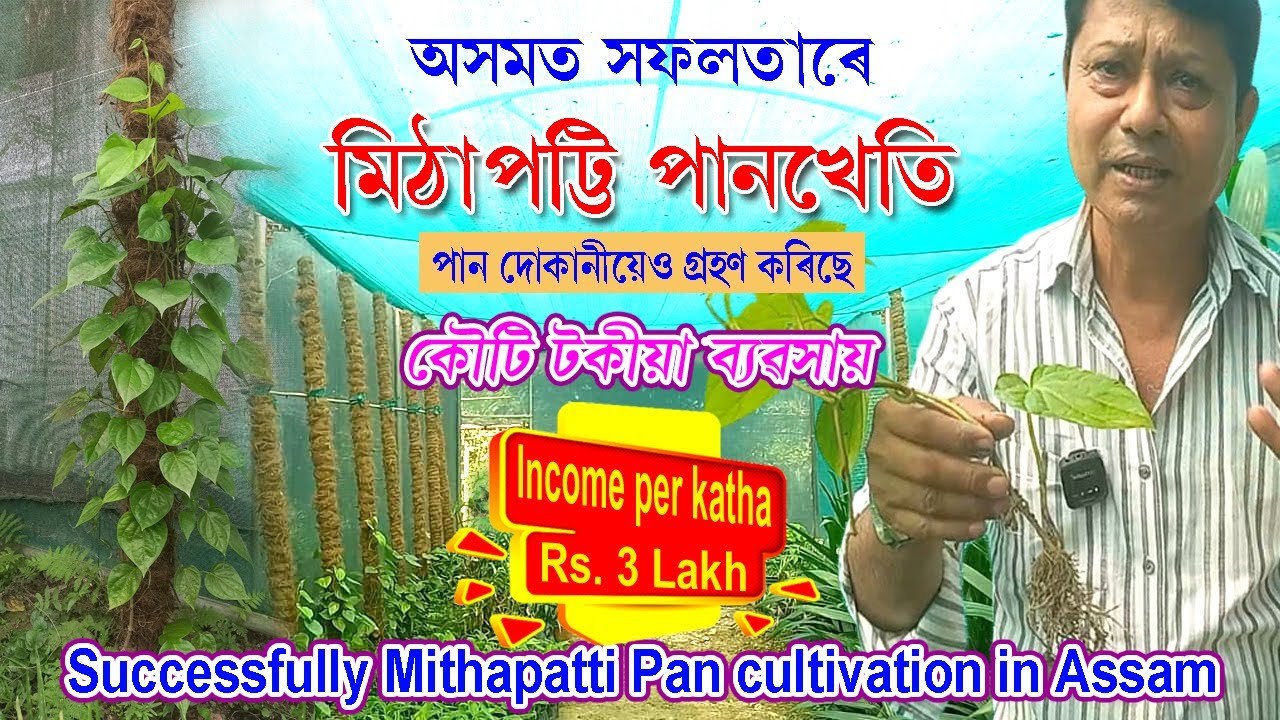 অসমত সফলতাৰে মিঠা পট্টি পান খেতি। Successfully Meetha Patti Pan Cultivation  . Sweet Betel Leaf