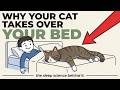 Psychology of Cats That Sleep With You (What They're Telling You)