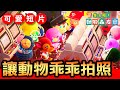 【集合啦！動物森友會】94-如何讓動物乖乖拍照？ / 配合拍攝可愛短片？(Animal Crossing) (2020)