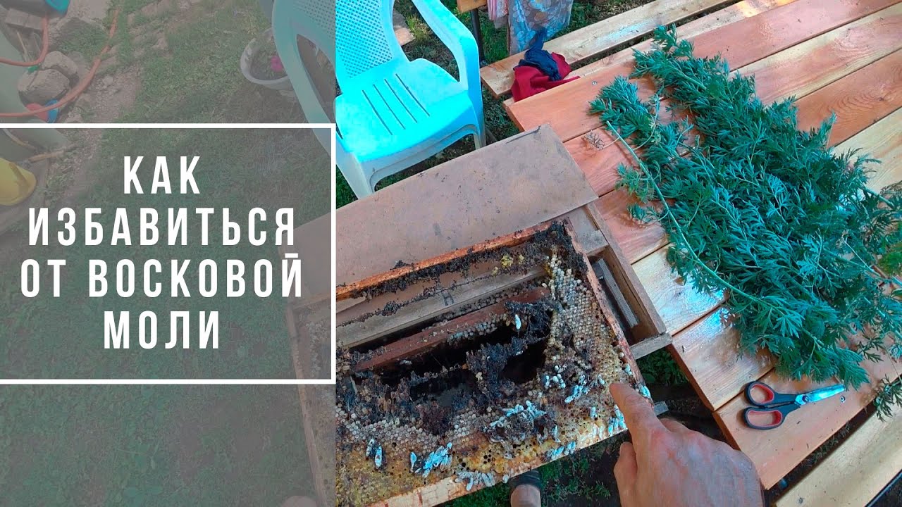 Восковая моль в улье - как надежно сохранить сушь и избавиться от моли? | Блог "В гостях у Владимира