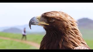 Golden Eagle Sound