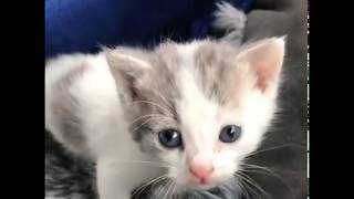 TV 9GAG CUTE Big meow silent meow or squeaks