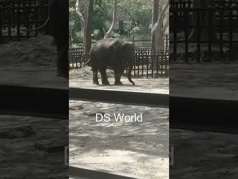 Elephant Animal at