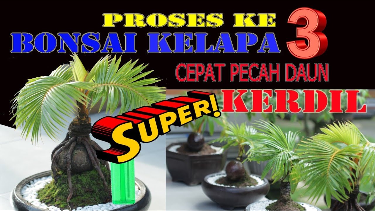  Bonsai  Kelapa  proses ke  3 cara  cepat Kerdil dan cepat 